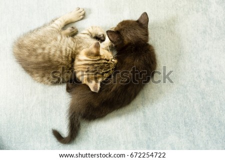 Two kittens sleeping on a blue couch
