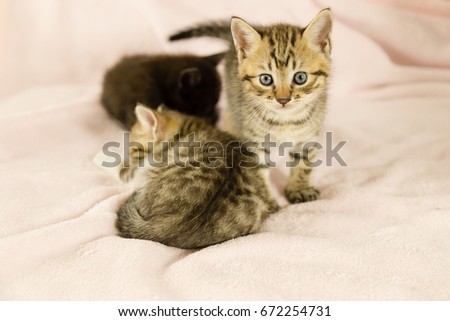 Tiger striped kitten on pink blanket with  kittens in background