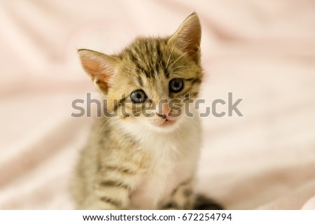 Tiger striped kitten on pink blanket looking cute
