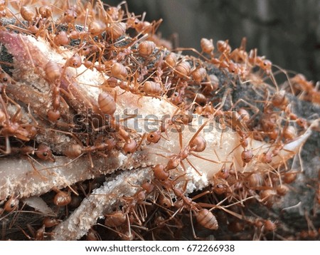 group of ant eat food
