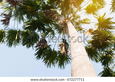 picture of look up to the top of the palm tree