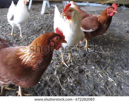Flock of Chickens