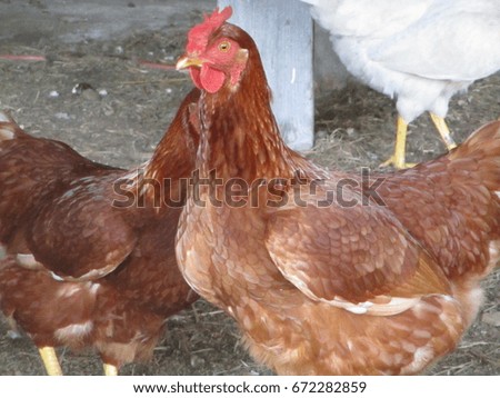 Chicken Sue