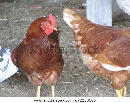 Chicken Inspector