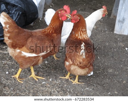 Two Brown Chickens