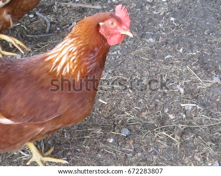 Amber Chicken