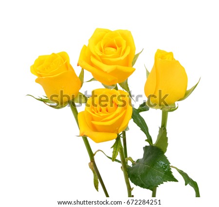 beautiful bouquet of yellow rose flowers isolated on white background
