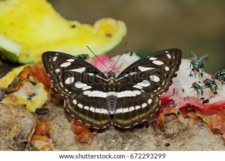 Butterfly is sucking fruit juice, At Pang Sida National Park, Sa Kaew, Thailand