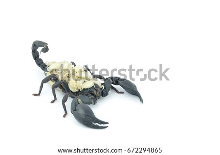 Black scorpion and white larva are on the back.
