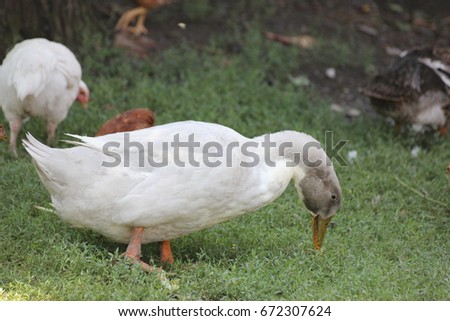 the village ducks and chickens on pasture