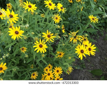 Mass of Yellow Black-eyed Susan Wildflowers