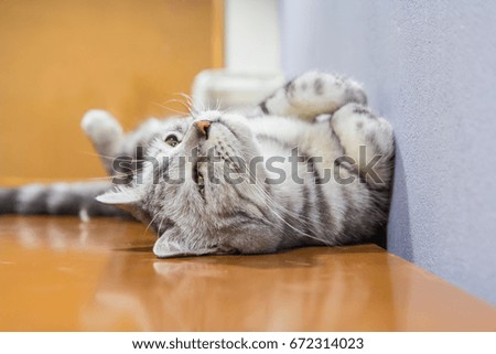 american shorthair sit and rolled around on the table / american shorthair sleep on table