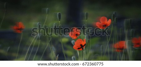 A poppy pops in the wind.May poppies in the meadow.On a green background, gentle, spring wild flowers.