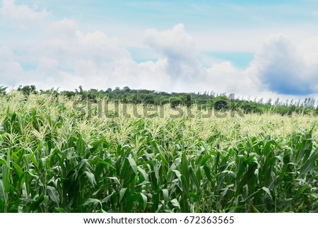 corn field Royalty-Free Stock Photo #672363565