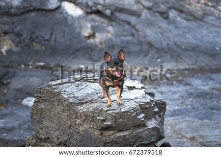Black chihuahua puppy on a rock near the shore