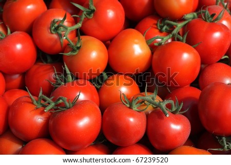 backdrop of tomatoes