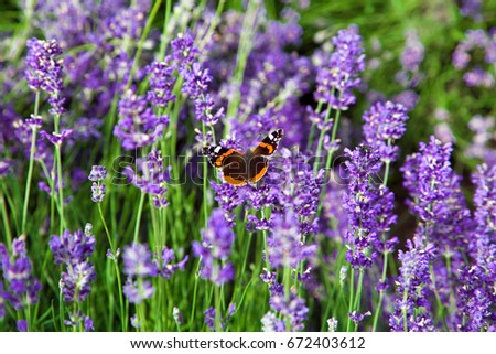 Landscape of lavender on which sits a colorful butterfly