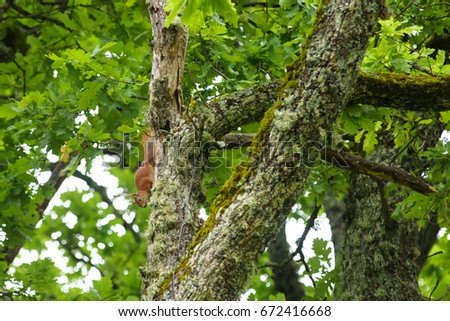 Beautiful squirrel on tree trunk.