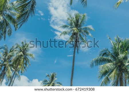 Palm trees against blue sky, beautiful tropical background. Thailand, Koh Chang, Asia
