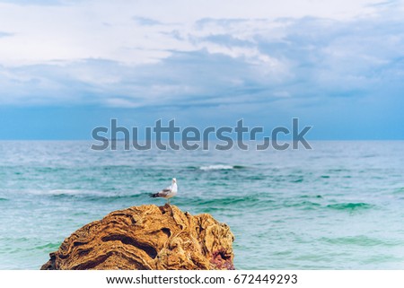 A seagull sits on a large stone on the seafront on the background of the cloudy sky