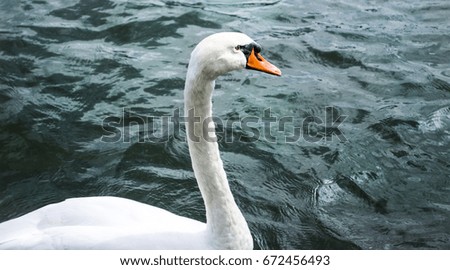 Swimming swan. Photo of beautiful swans on a lake.