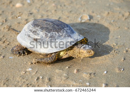 The European marsh turtle (Emys orbicularis)