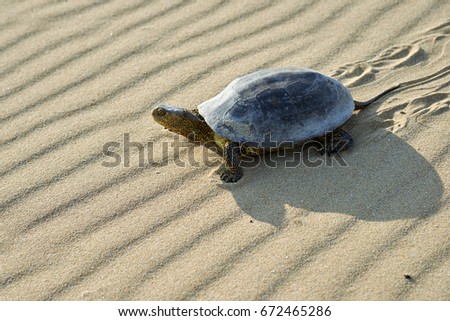 The European marsh turtle (Emys orbicularis)