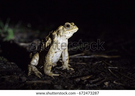 Common Toad migrating at night.