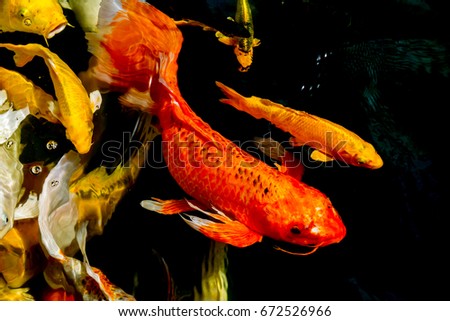 Koi fish or fancy carp fish floating on the water surface.