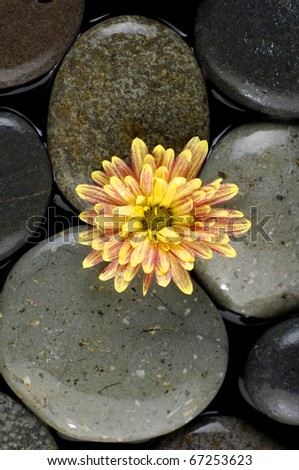 therapy stones with gerbera daisy on pebble