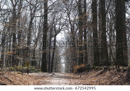 Dry forest in Wiesbaden, Germany: a view of dry forest in the end of winter season. It is on the way to go Neroberg which is on the top of mountain.