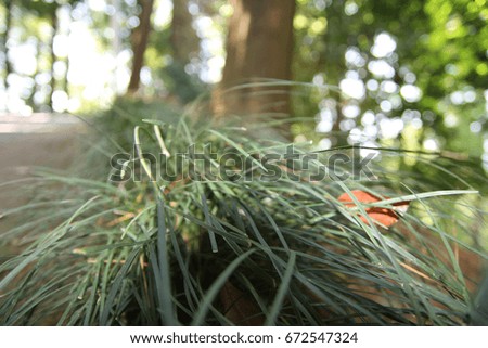 Photo of a lush grass with a blurry background