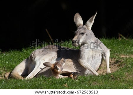 Time to leave home. Red Kangaroo (Macropus rufus). Joey in pouch looking at mother. Cute animal meme image with copy space. Marsupial family.