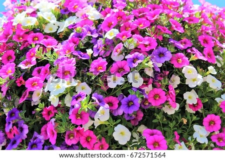 Million Bells bloom in multiple colors in a hanging basket Royalty-Free Stock Photo #672571564