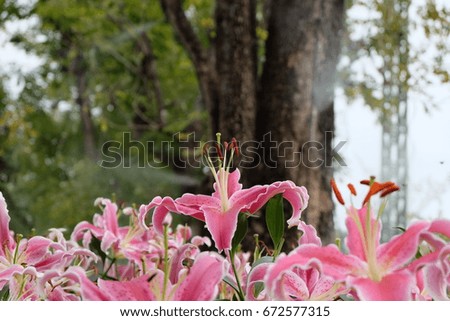 Lily garden / Make it stand out from others.