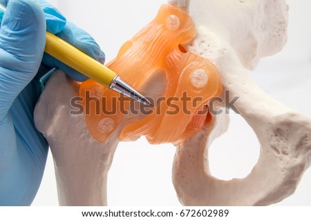 Hip joint and bone anatomy concept photo. Doctor points to anatomy model of hip joint and pelvis bone with ligaments where localized diseases such as dysplasia, fracture, osteoarthritis or replacement