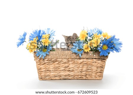 Cute baby tabby kitten inside of basket with blue and yellow flowers on white background