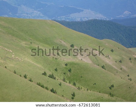 Beautiful summer mountain landscape with sheeps. Carpathian Mountains