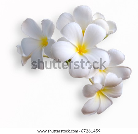 Frangipani tropical flowers from deciduous tree, plumeria