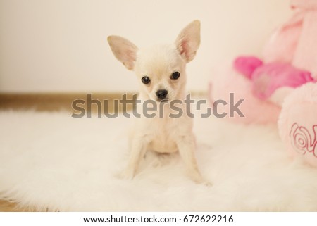Cute baby chihuahua dog sits on white carpet in room, indoors, sweet home