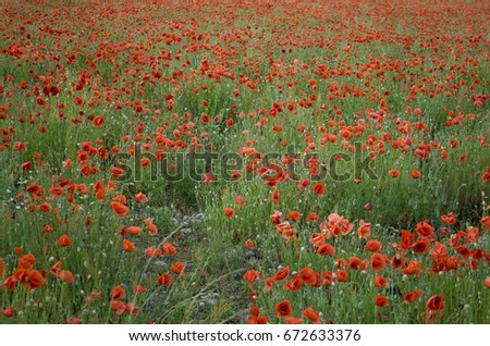 Background: poppy farming field (Papaver rhoeas), of the Papaveraceae family, in full bloom red-colored, in background a lombardian town and black clouds of a coming thunderstorm, late spring, italy
