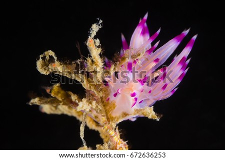 Underwater picture of Flabellina rubrolineata Nudibranch, Sea Slug