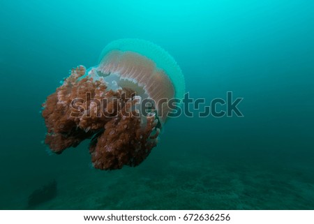 underwater picture of the big jelly fish in the deep of the sea