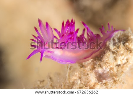 Underwater picture of Flabellina rubrolineata Nudibranch, Sea Slug