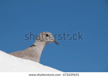 Close-up of a pigeon on the roof