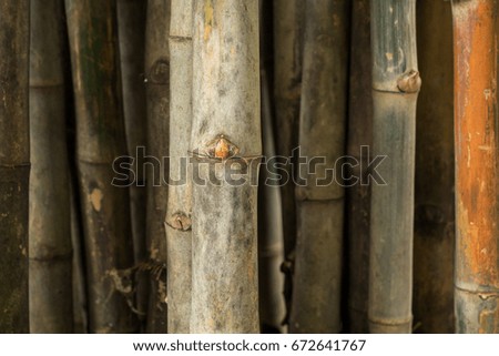 Bamboo trunks, Only one trunk of a bamboo in focus, the others are blurry.