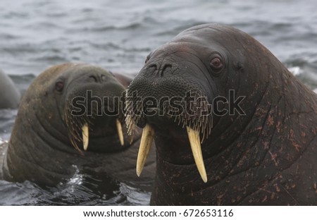 wo adult walruses (odobenus rosmarus) with the big fangs stare into the camera while taking a bath in the Arctic ocean. The most distinctive feature of the walruses are tusks. 