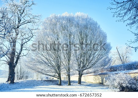 Tree covered with snow