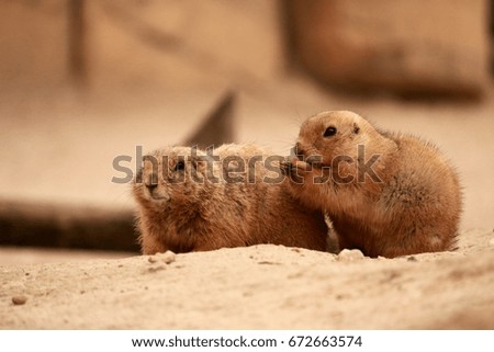 a couple of prairie dogs