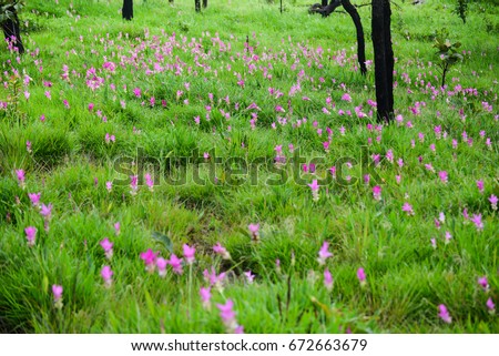Siam tulip field are blooming in rainy season on the mountain of in Chaiyaphum province, Thailand.